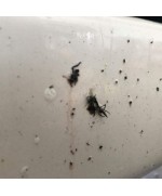 CarPro Bug-Out Intensive Insect Removal - Curatator intensiv insecte